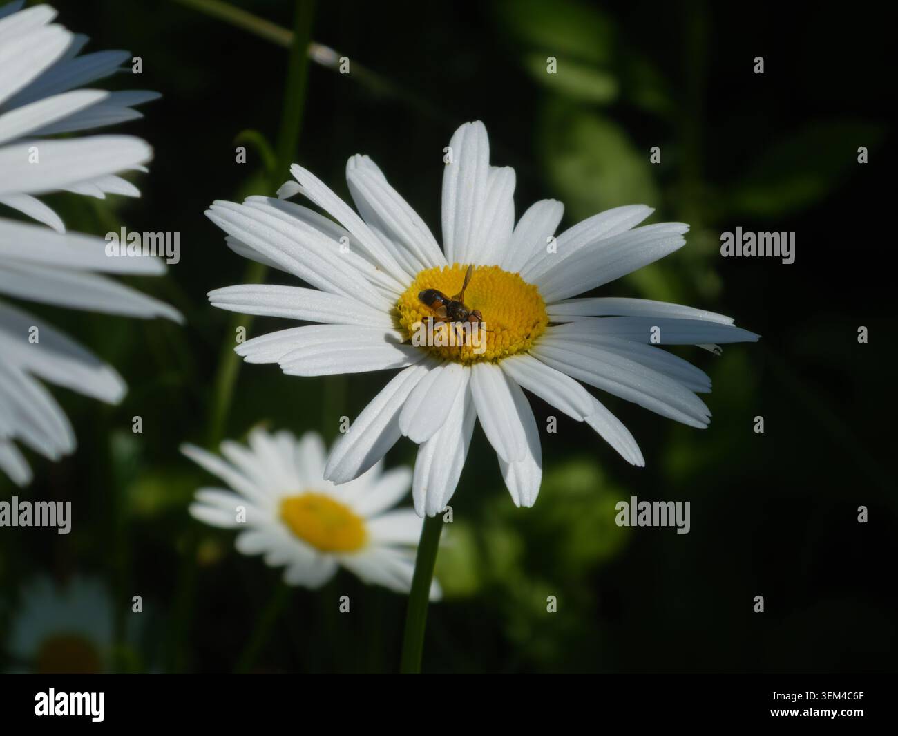 White daisy flower with small hoverfly insect on yellow core Stock Photo