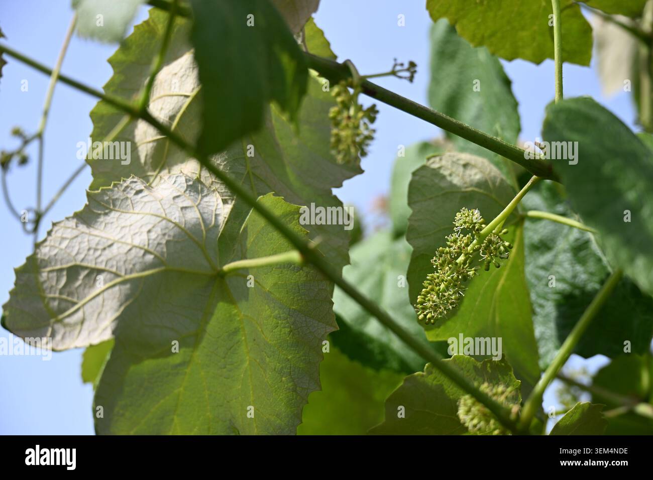 Young Grape Clusters Growing on Vine in Lush Green Vineyard Close-Up Stock Photo