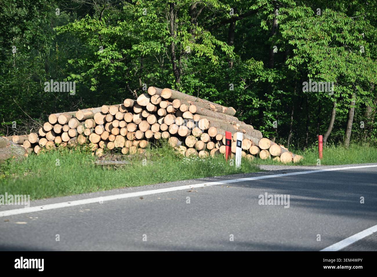 Stacked Timber Logs After Logging Along Forest Road Stock Photo