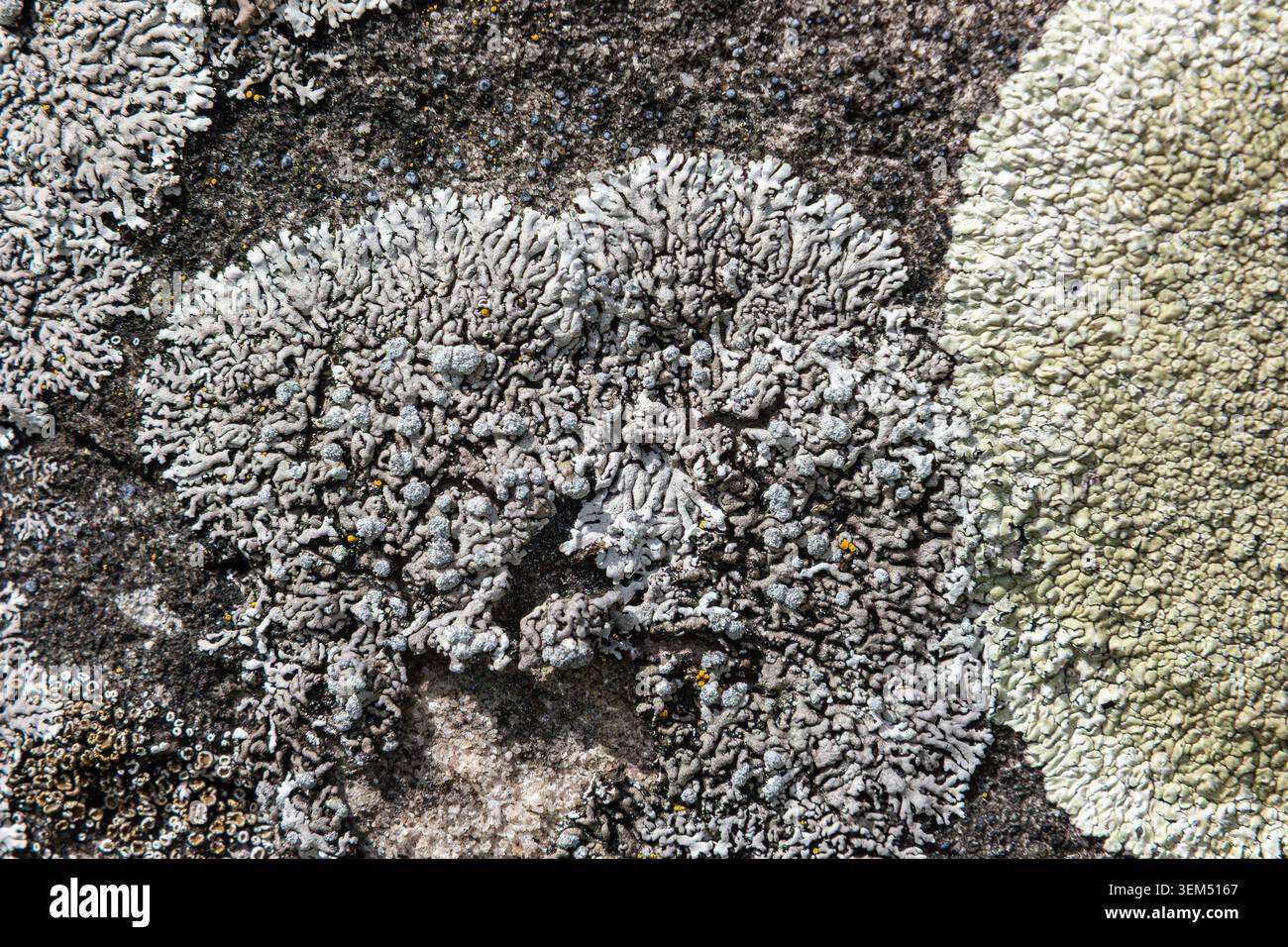 Rugged adaptations hi-res stock photography and images - Alamy