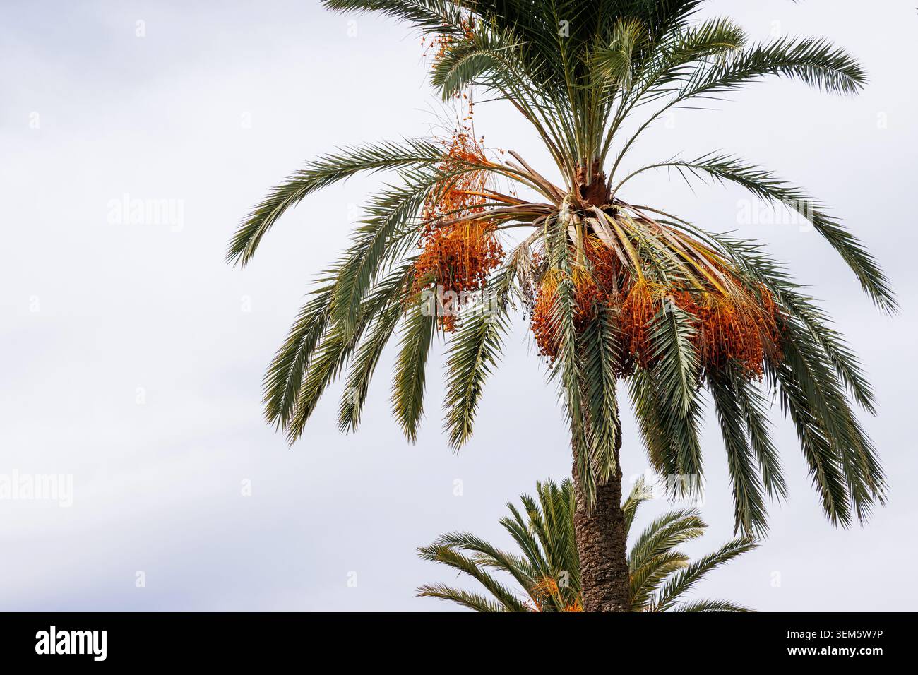 Palm tree green foliage and orange fruit exotic tree hi-res stock