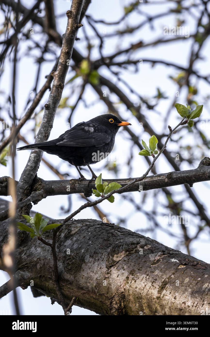 View of a male blackbird perched on a tree branch with fresh green buds in spring in Lancaster, England, United Kingdom. Stock Photo