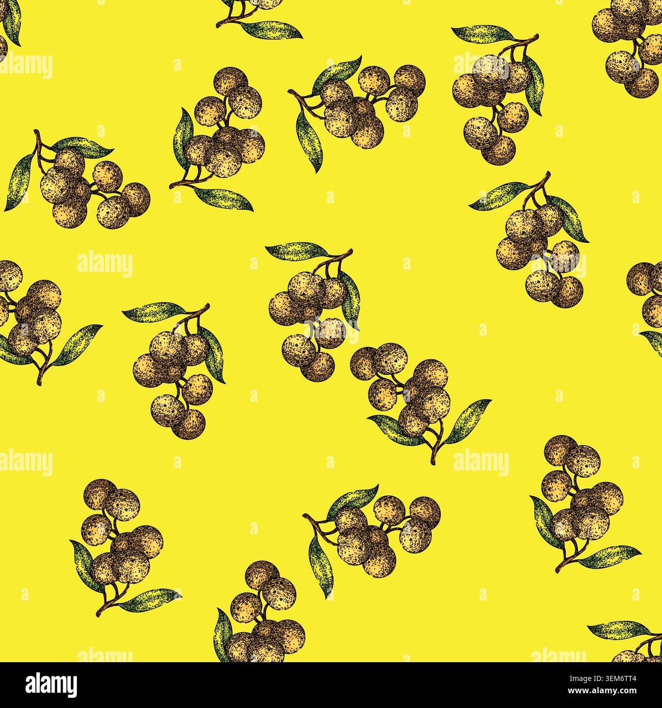 pattern fresh longan fruit sketch hand drawn Stock Vector