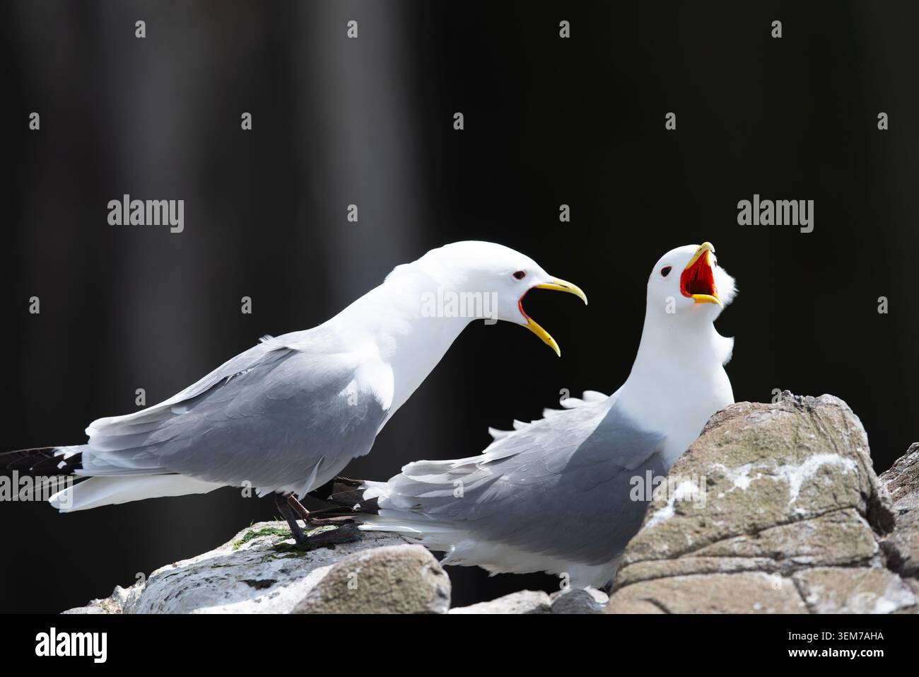 Two black legged Kittiwakes sat on nest at Farne Islands in Northumberland UK Stock Photo