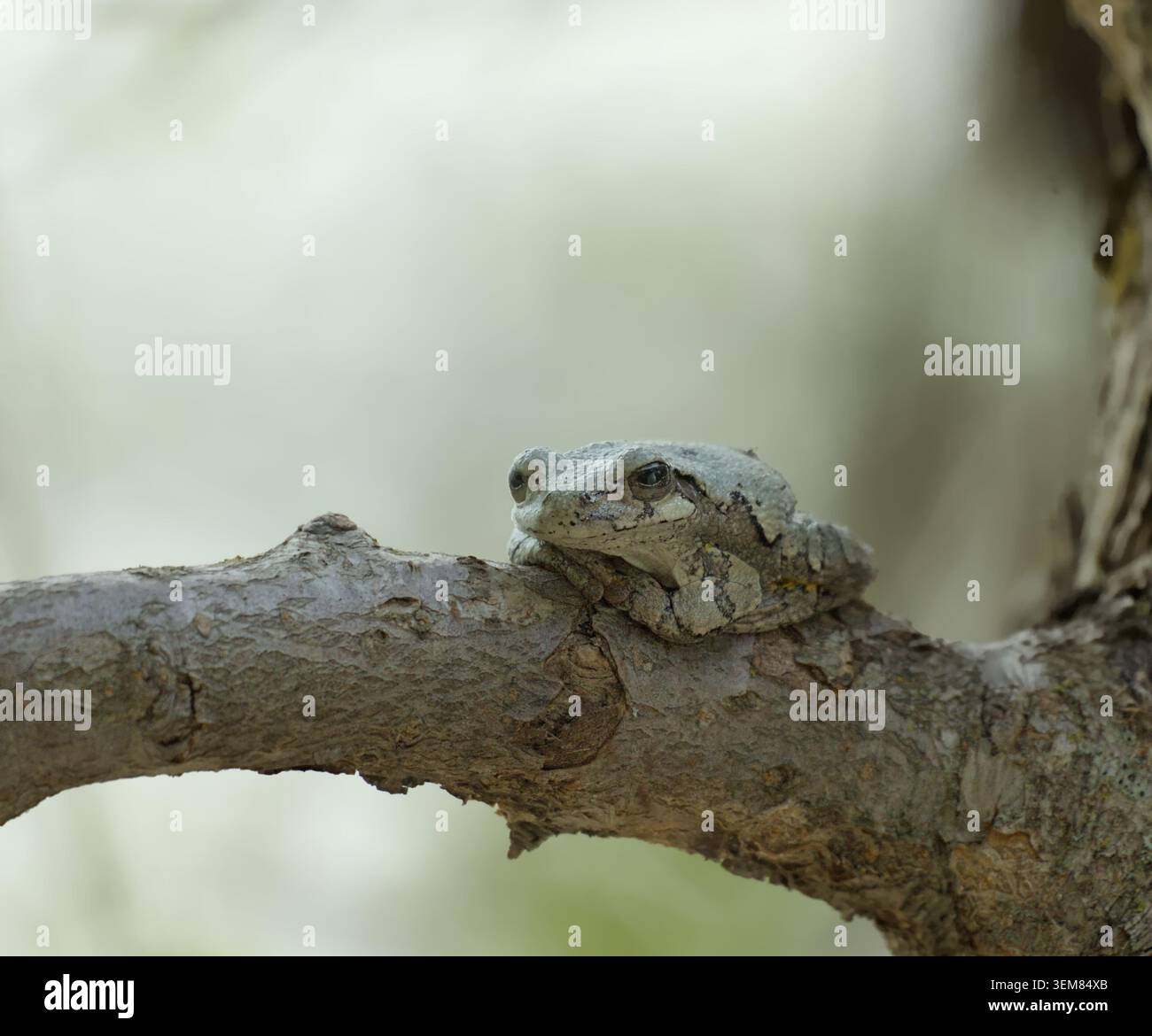 Gray Treefrog resting on a tree branch against a soft blurred background Stock Photo