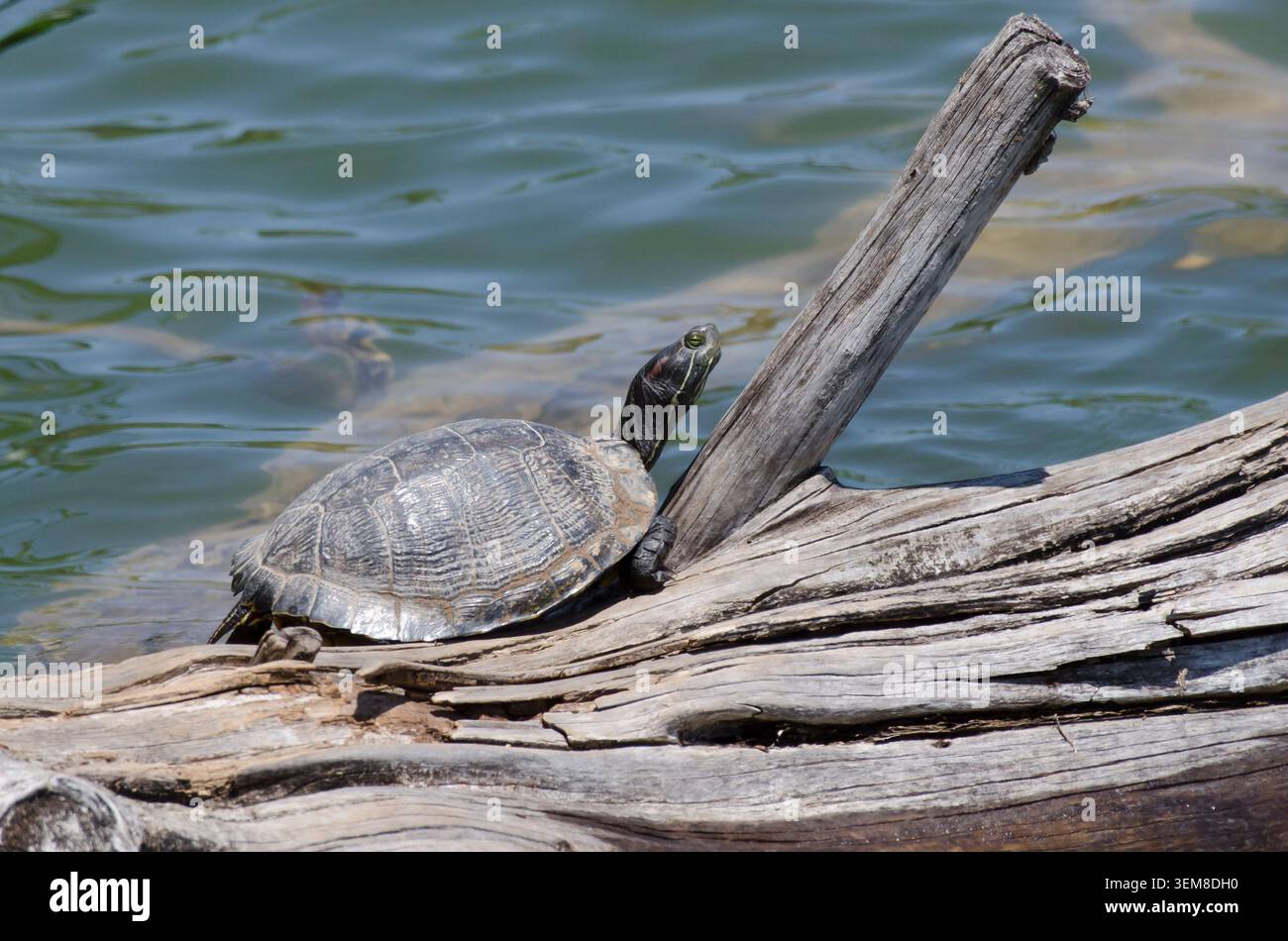 Red-eared slider, Trachemys scripta elegans, basking on log Stock Photo