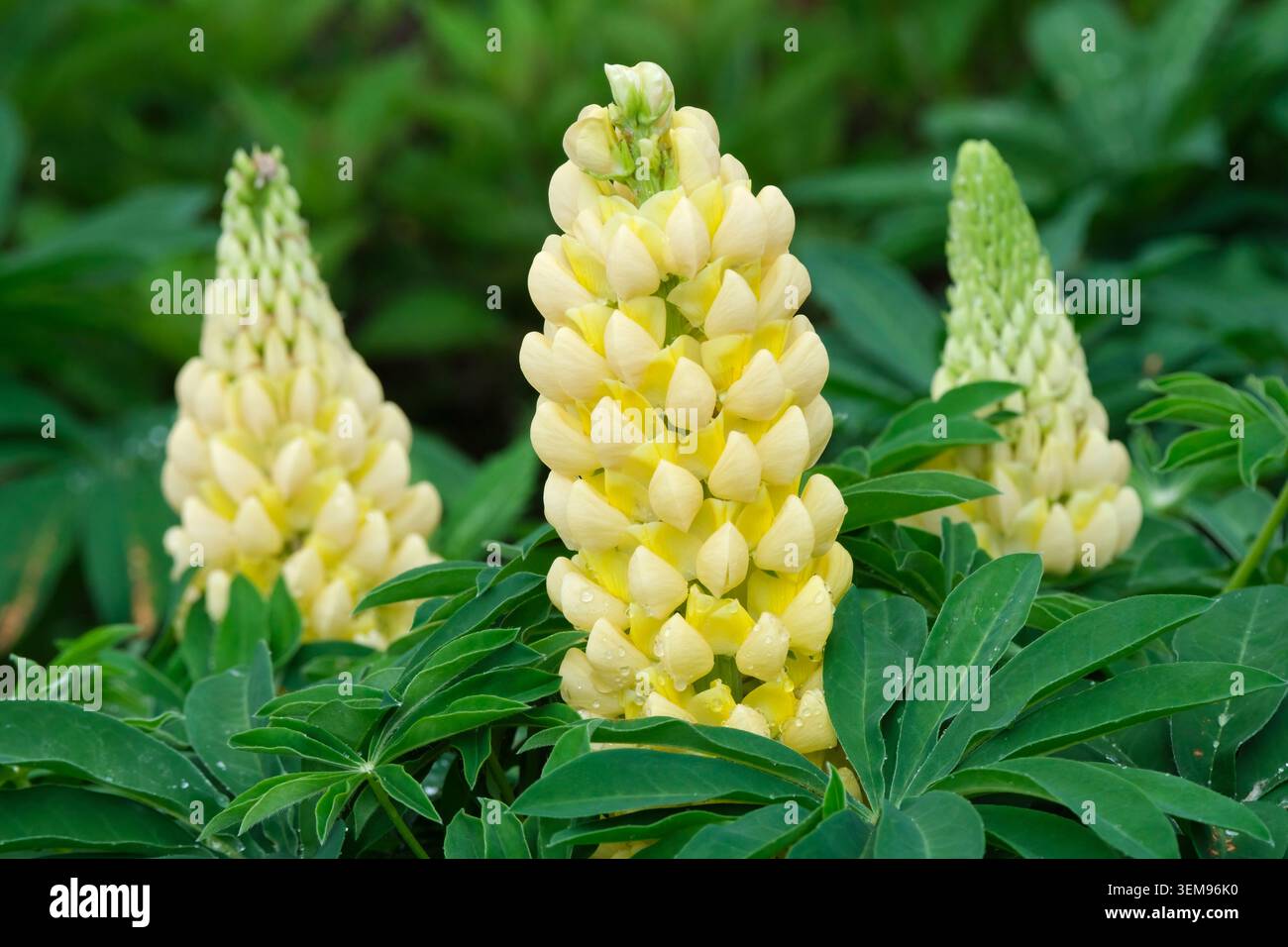 Lupinus Desert Sun, lupin Desert Sun, palmately-divided green leaves, spikes of creamy-white buds, yellow flowers Stock Photo