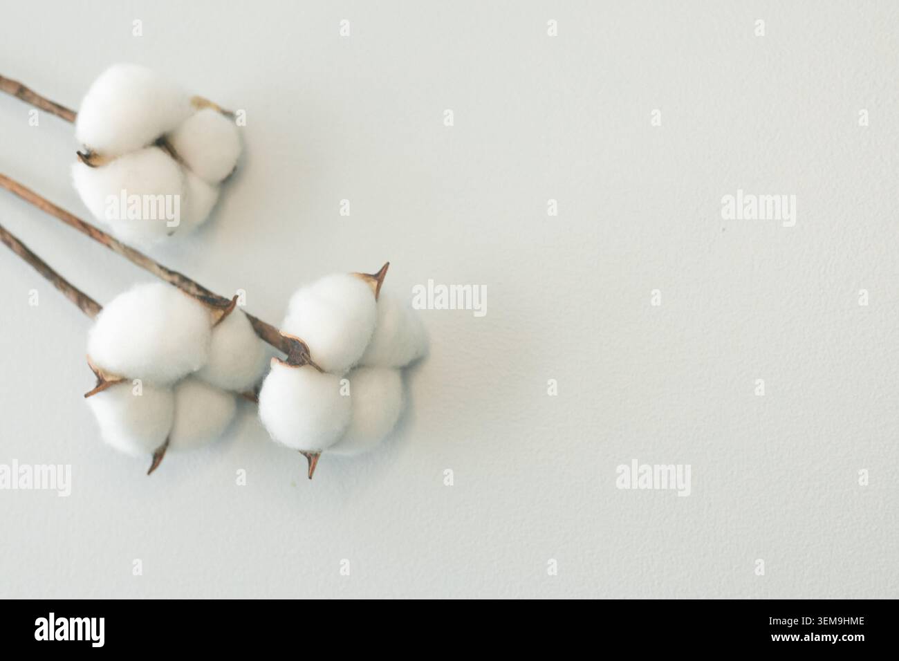 Minimalist front view composition with dry cotton branch on warm grey textured background, copy space. Stock Photo