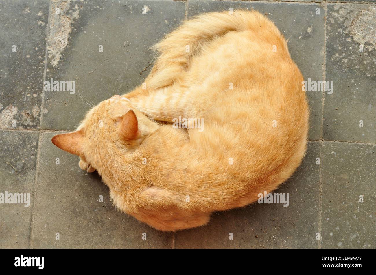 Sleeping Orange Tabby Cat Curled on Tile Floor Stock Photo