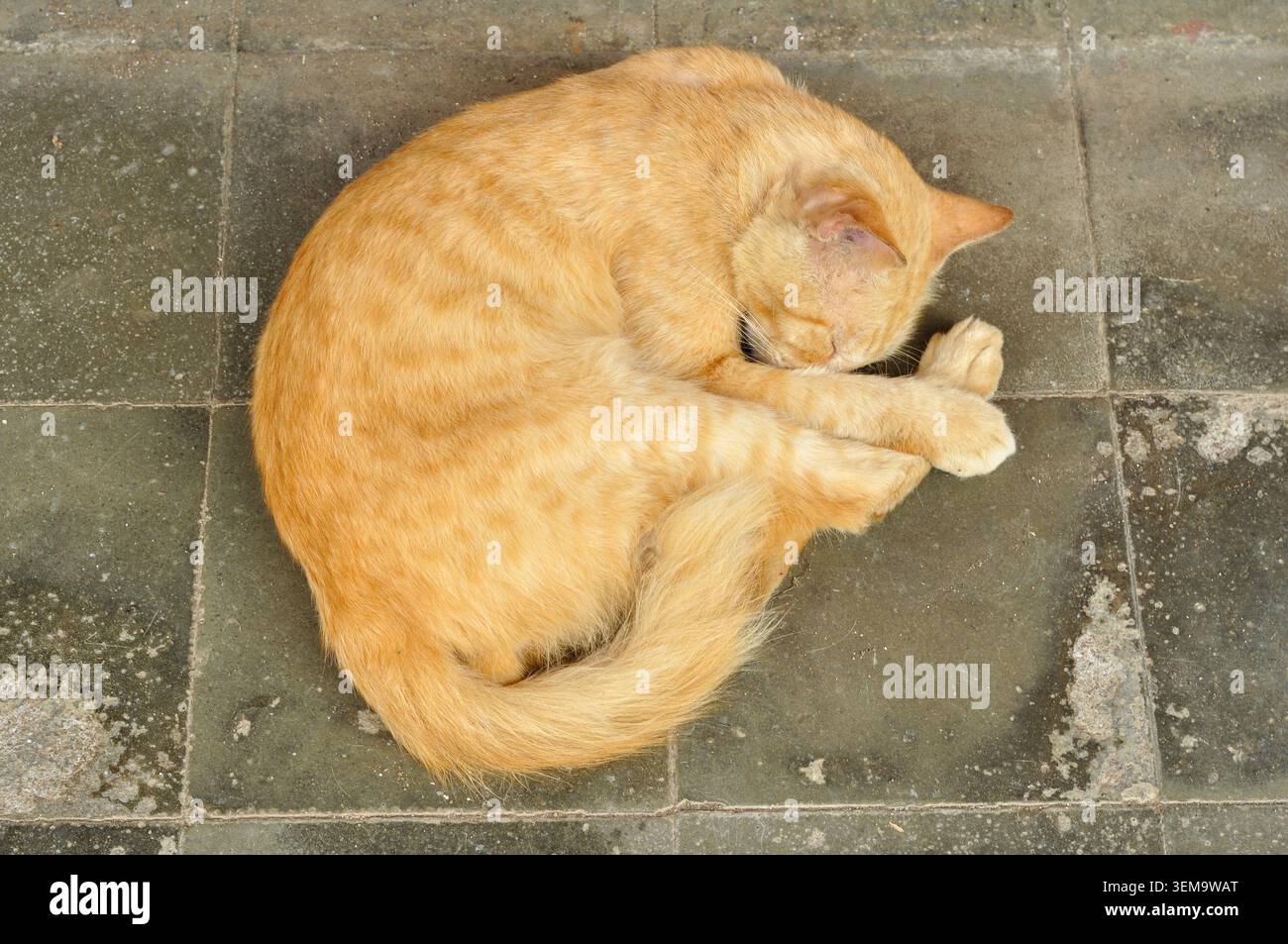 Sleeping Ginger Cat on Stone Tile Floor Stock Photo