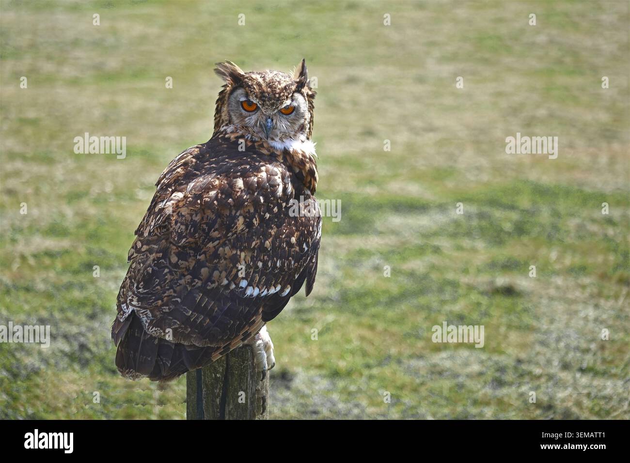 Eurasian eagle-owl, or Bubo bubo perched on a post. It has prominent ear tufts and striking orange eyes Stock Photo