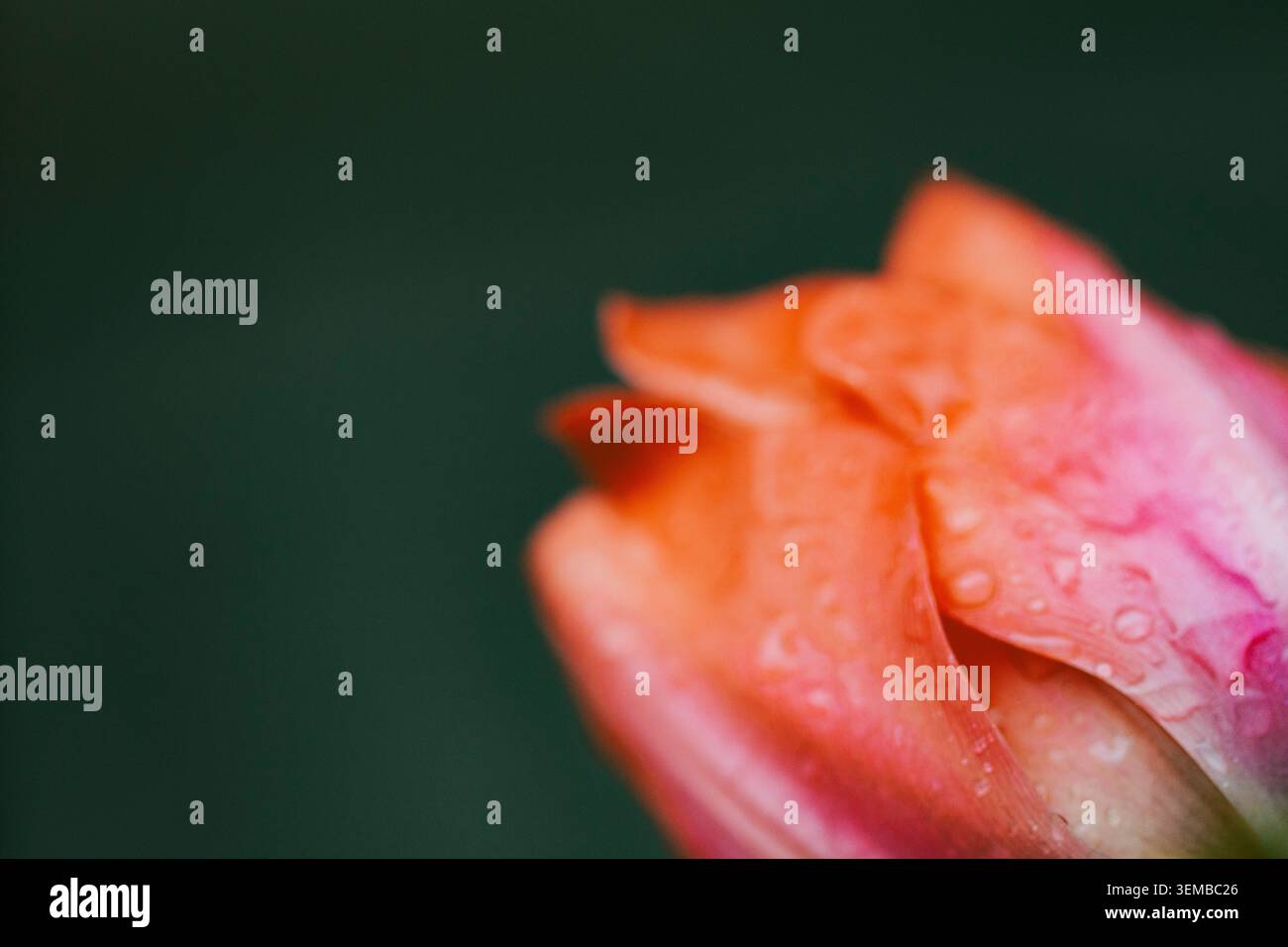 Red peony flower in bloom with water drops on a solid dark background Stock Photo