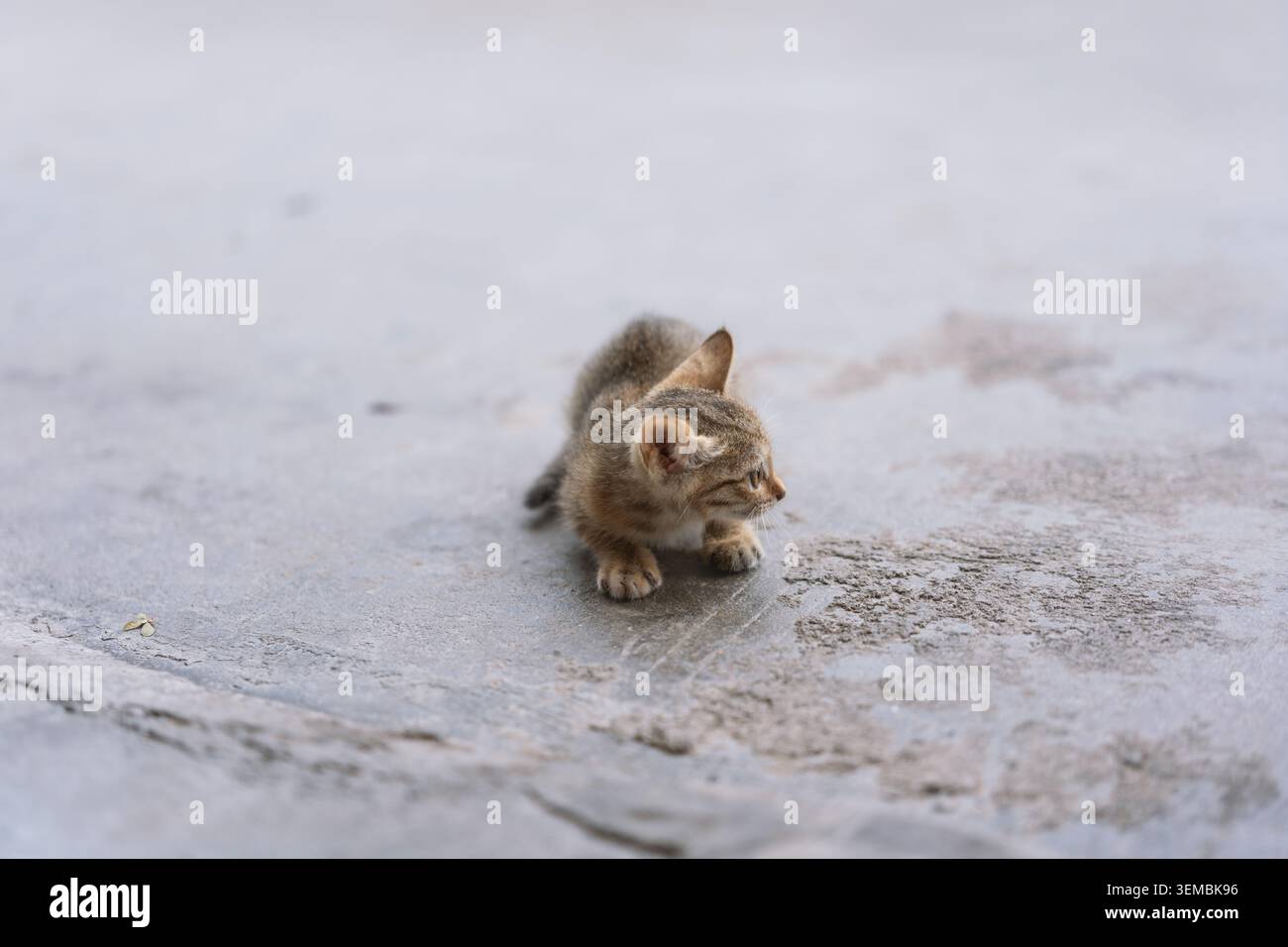 Tiny tabby kitten walking cautiously on concrete pavement, soft fur, curious expression, natural Stock Photo