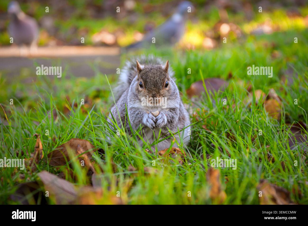 Grey squirrel holding a nut while sitting in autumn grass Stock Photo