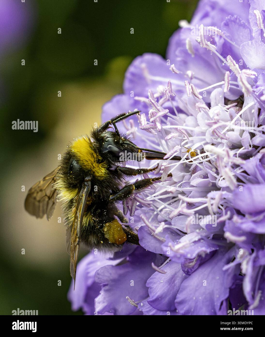 Working Bee Stock Photo