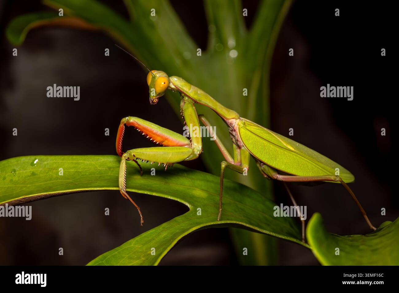 Giant Rainforest Mantis - Hierodula majuscula, beautiful large iconic ...