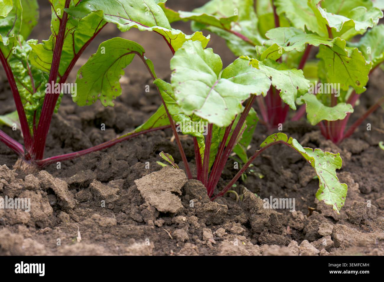Red beet grows in the open ground Stock Photo