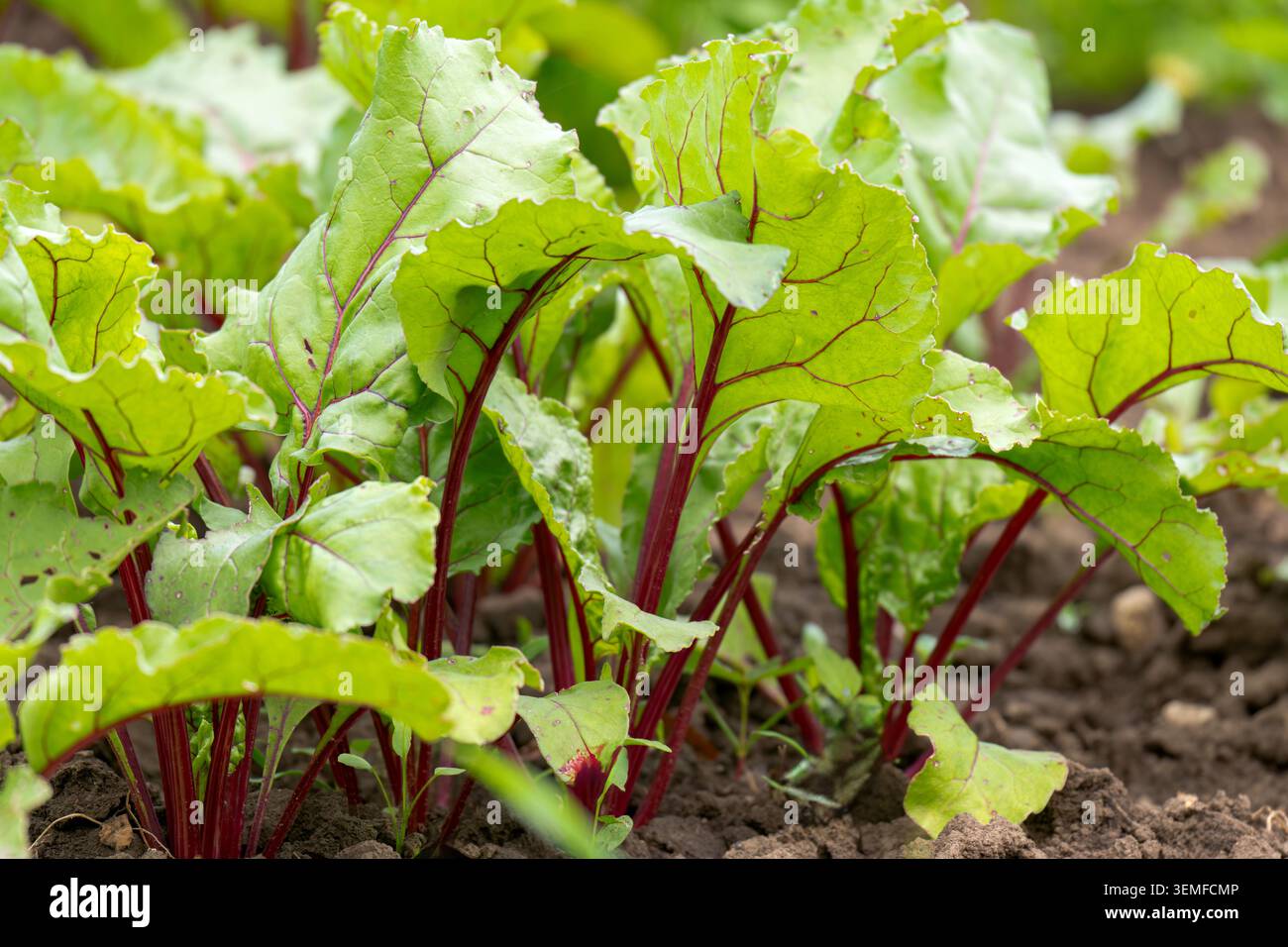 Red beet grows in the open ground Stock Photo