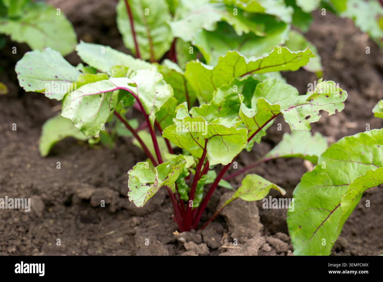 Red beet grows in the open ground Stock Photo