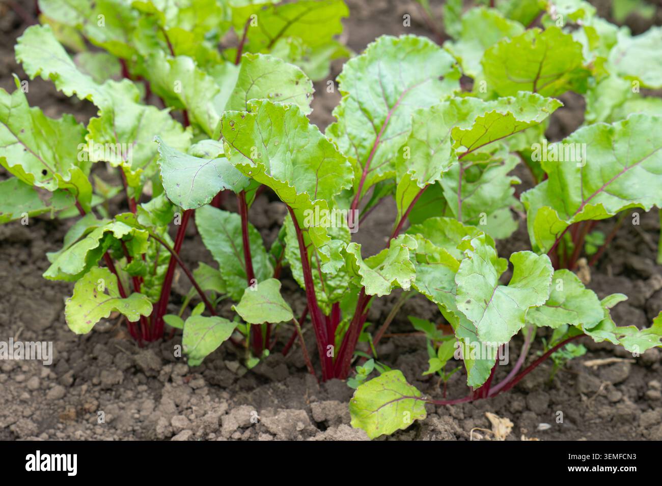 Red beet grows in the open ground Stock Photo
