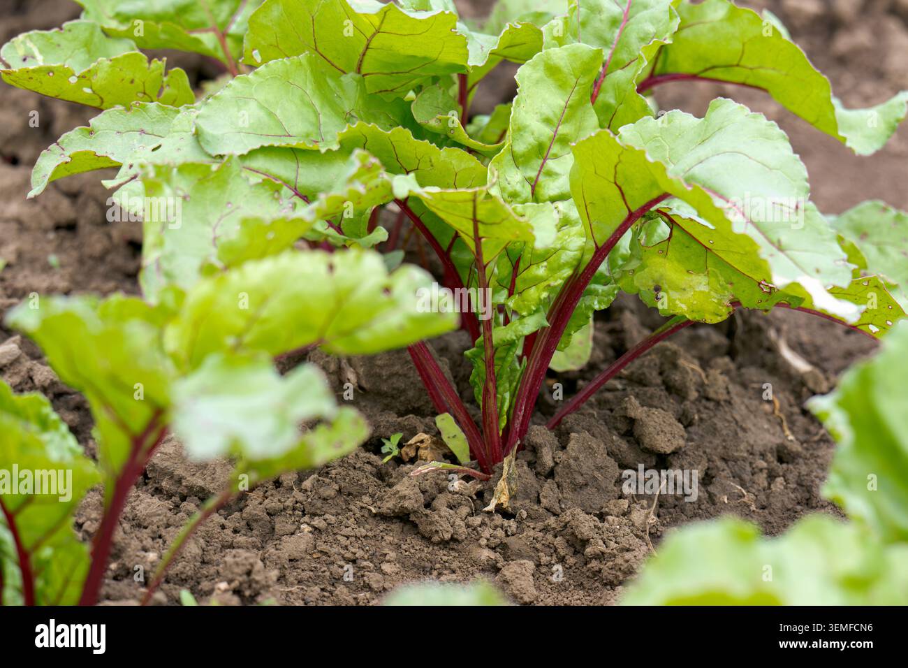 Red beet grows in the open ground Stock Photo