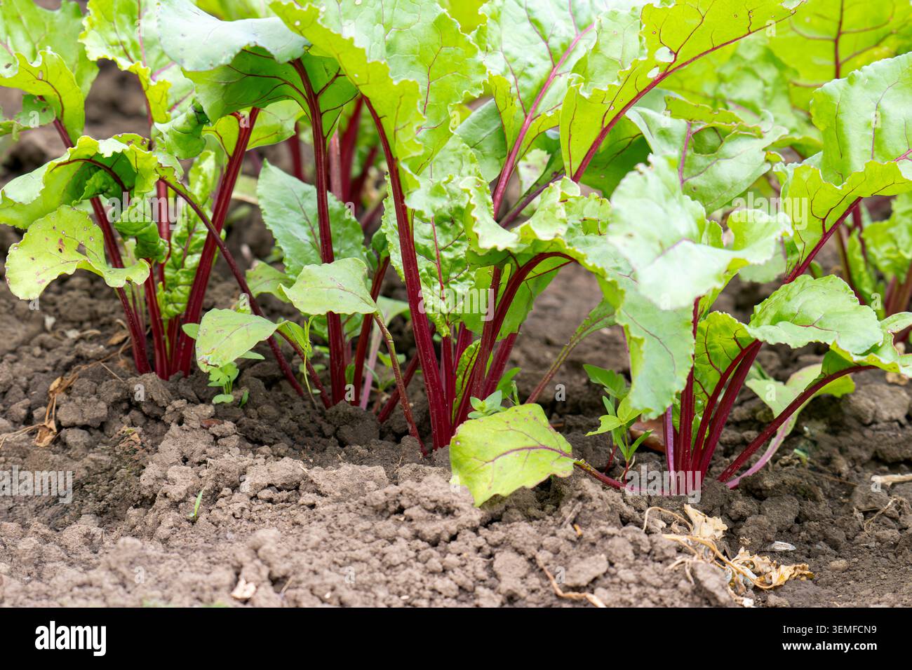 Red beet grows in the open ground Stock Photo