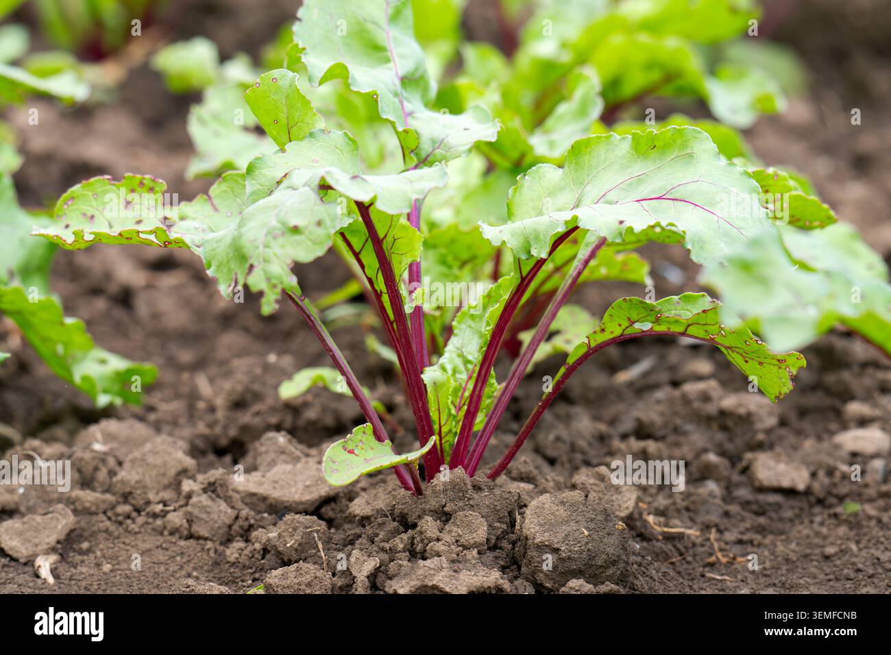 Red beet grows in the open ground Stock Photo