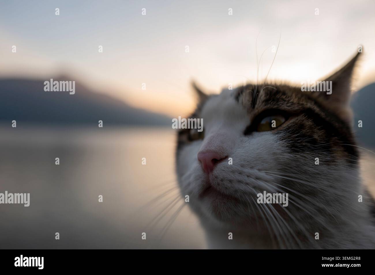Cat selfie at sunset by the lake, dreamy atmosphere Stock Photo