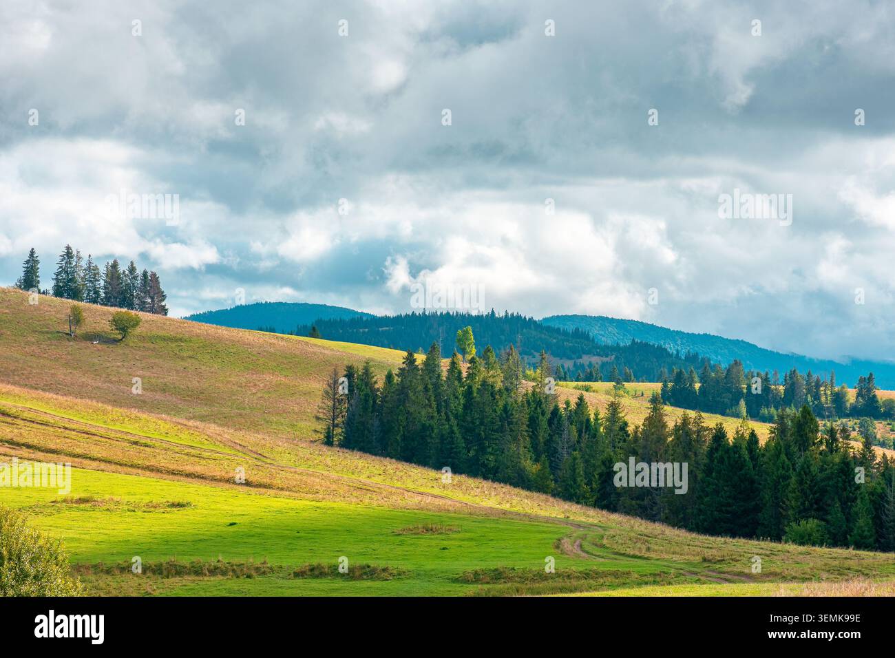 mountain landscape on september forenoon. green nature of carpathian mountains with coniferous forest. view of a scenery with rolling hills under clou Stock Photo