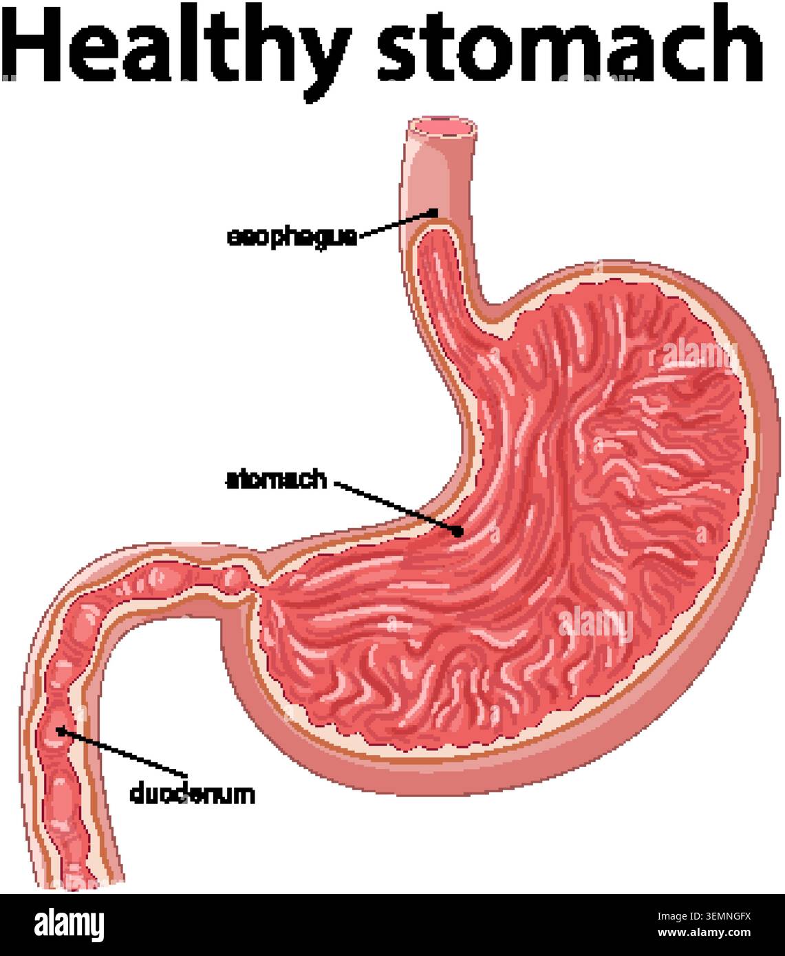 Stoaach Vector Human Stomach Anatomy Vector Illustration With Labels Stock