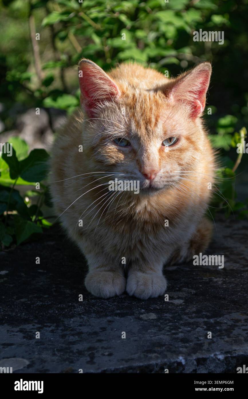 Ginger cat resting outdoors in green garden Stock Photo