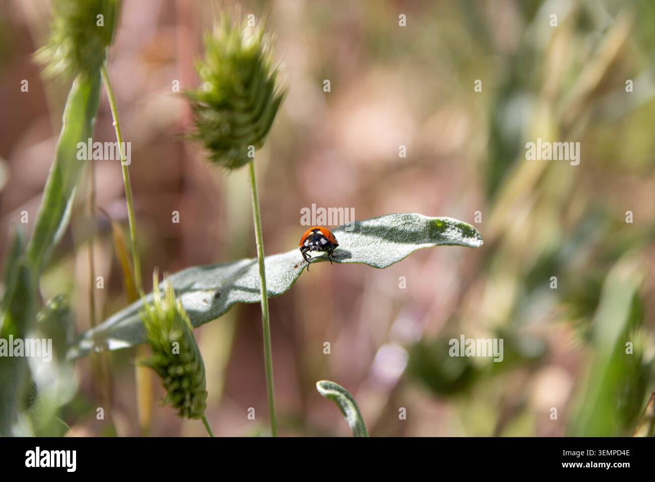 Ladybug resting on green leaf macro Stock Photo