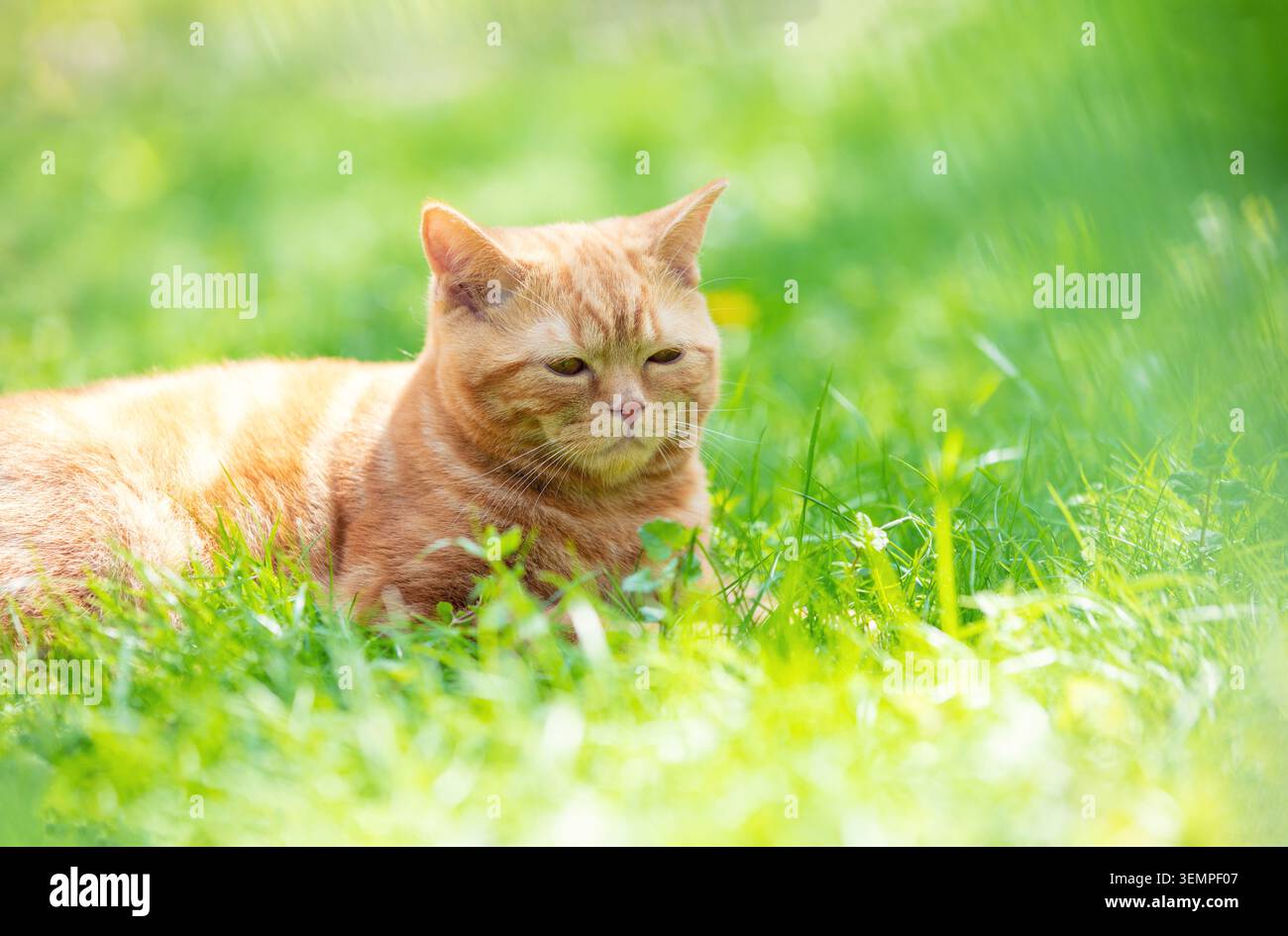 Funny red kitten sits on a green lawn on a summer sunny day Stock Photo