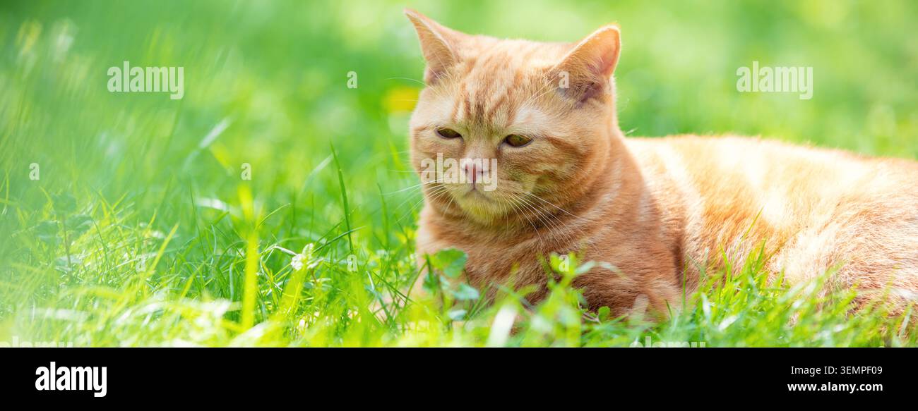 Funny red kitten sits on a green lawn on a summer sunny day Stock Photo