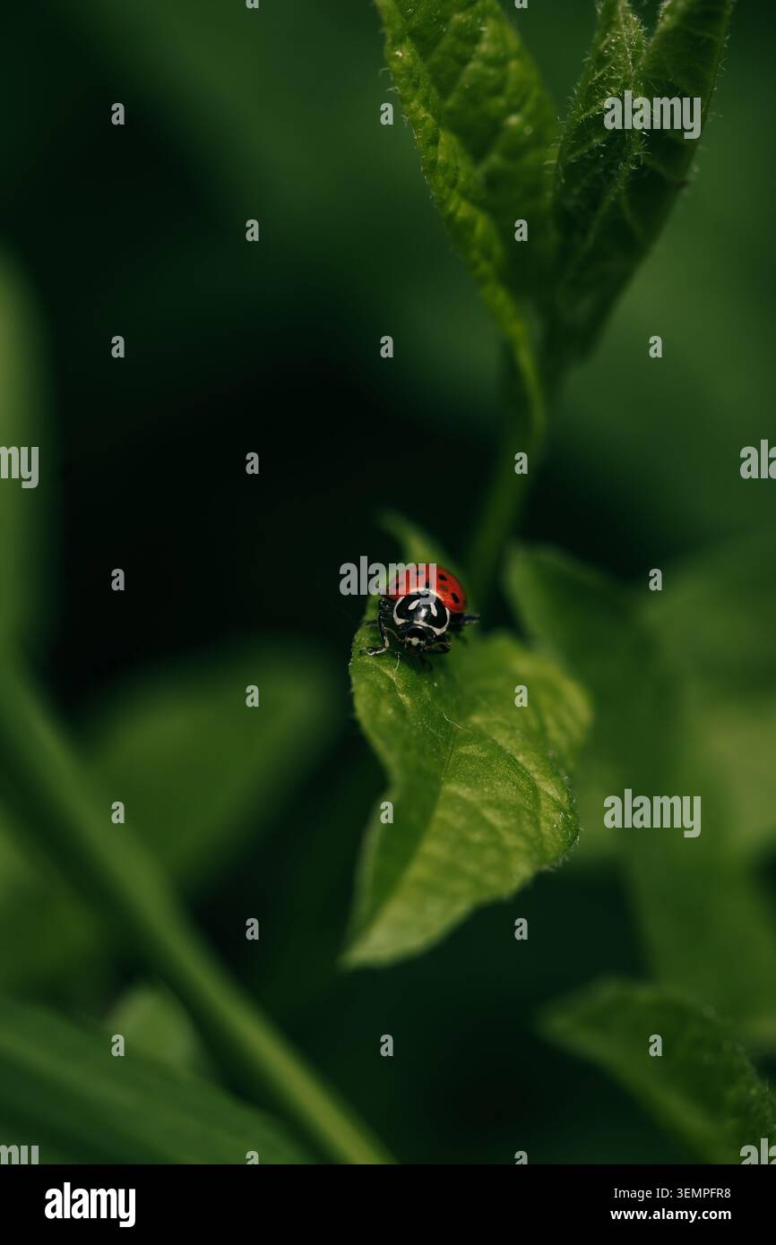 Small red ladybug sits on a vibrant green leaf Stock Photo