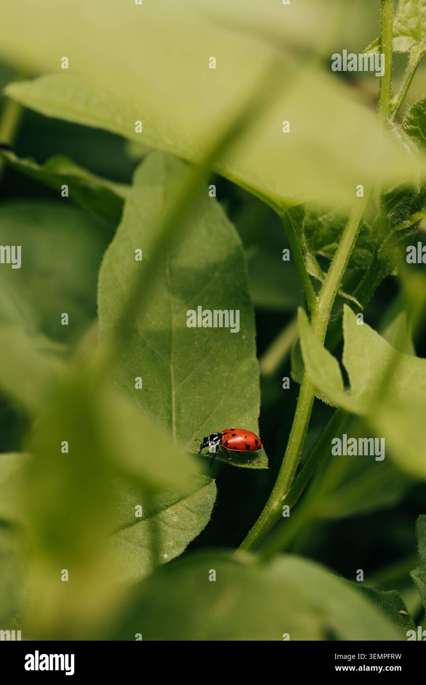 A tiny red ladybug resting on a green leaf Stock Photo