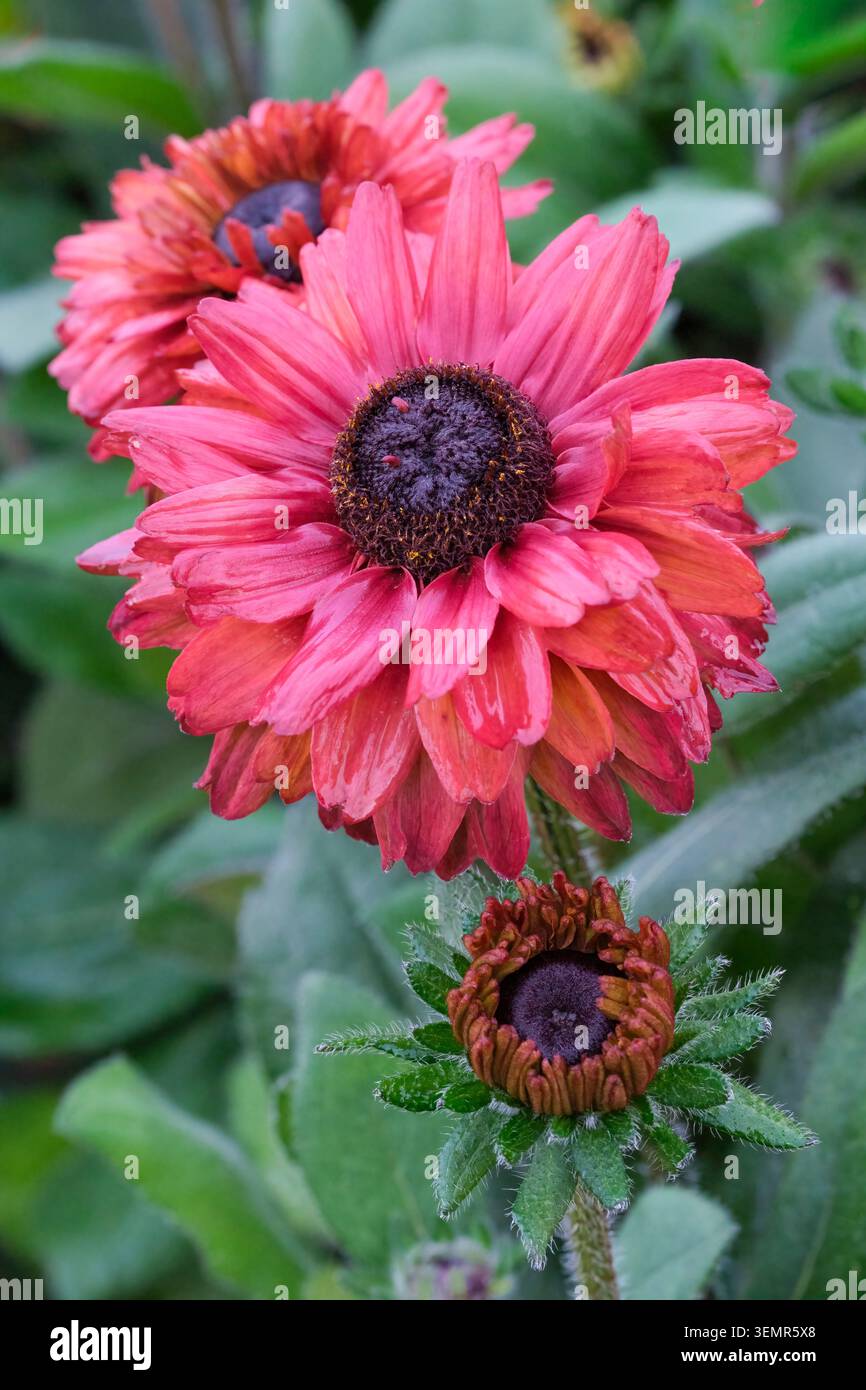 Rudbeckia hirta Enchanted Romance, black-eyed Susan Enchanted Romance, daisy-like, semi-double flowers, deep red, brown eye Stock Photo