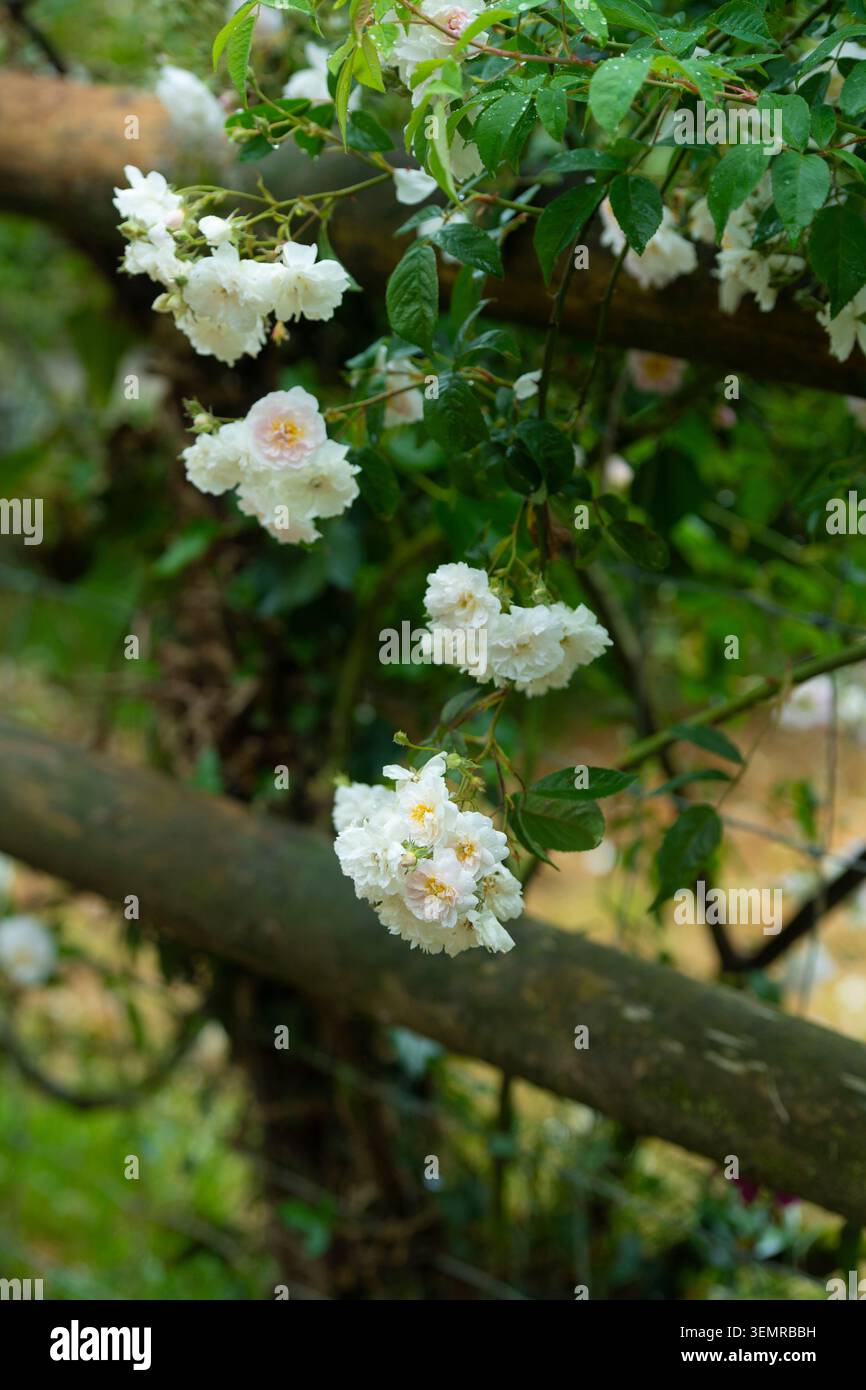 David Austin climbing Rose bush Stock Photo