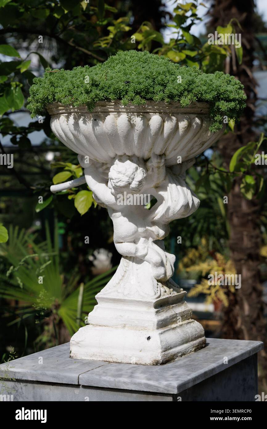 Antique amphora with a plant. Stock Photo