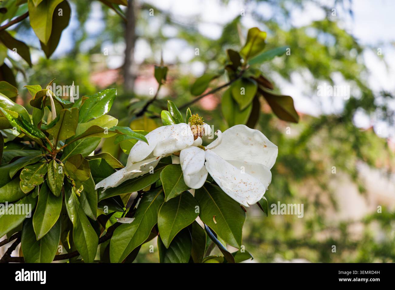 Flowers blooming after rain hi-res stock photography and images - Alamy