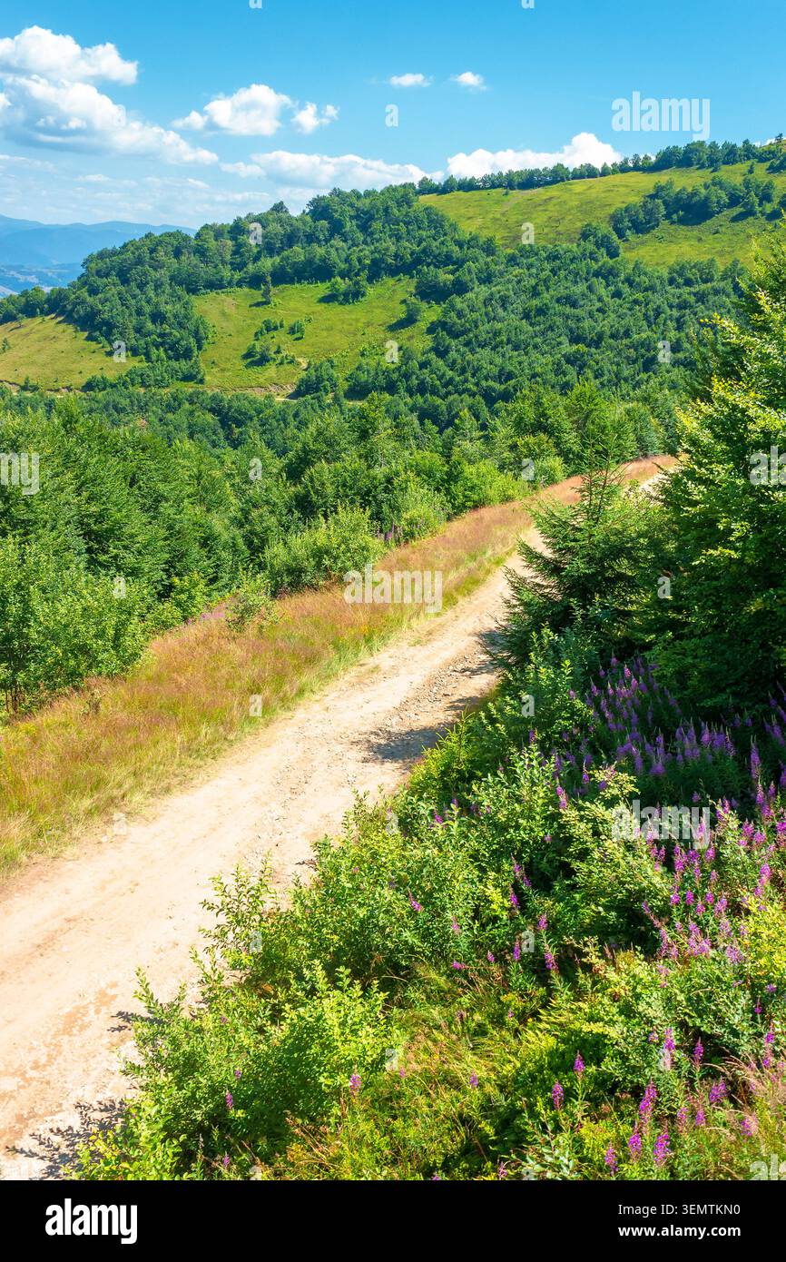 hiking path in carpathian mountains. alpine nature of transcarpathia in summer. ukraine mountain landscape for travel. views of borzhava ridge Stock Photo