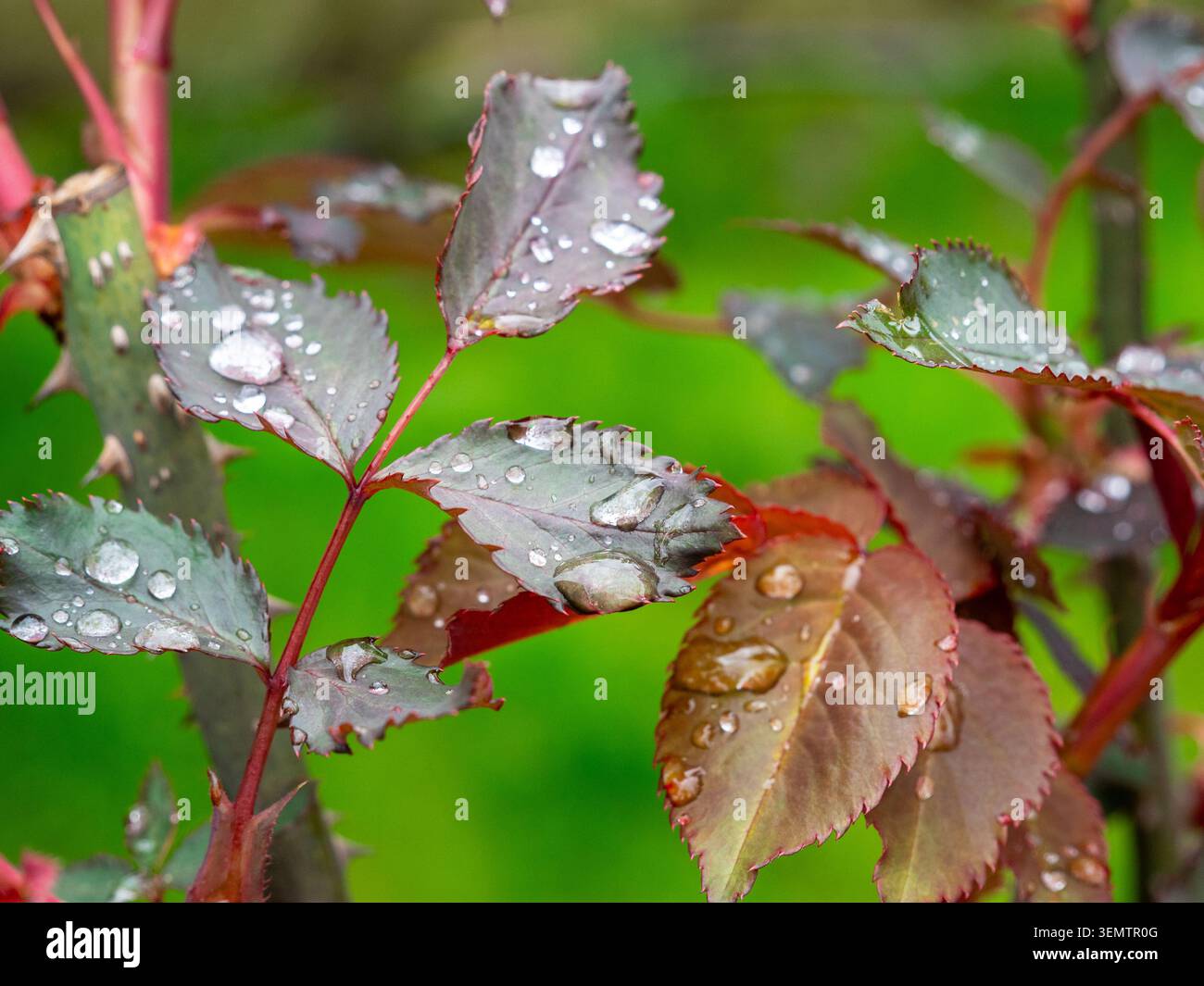 raindrops on leaves of rose bush close-up in garden after spring rain Stock Photo