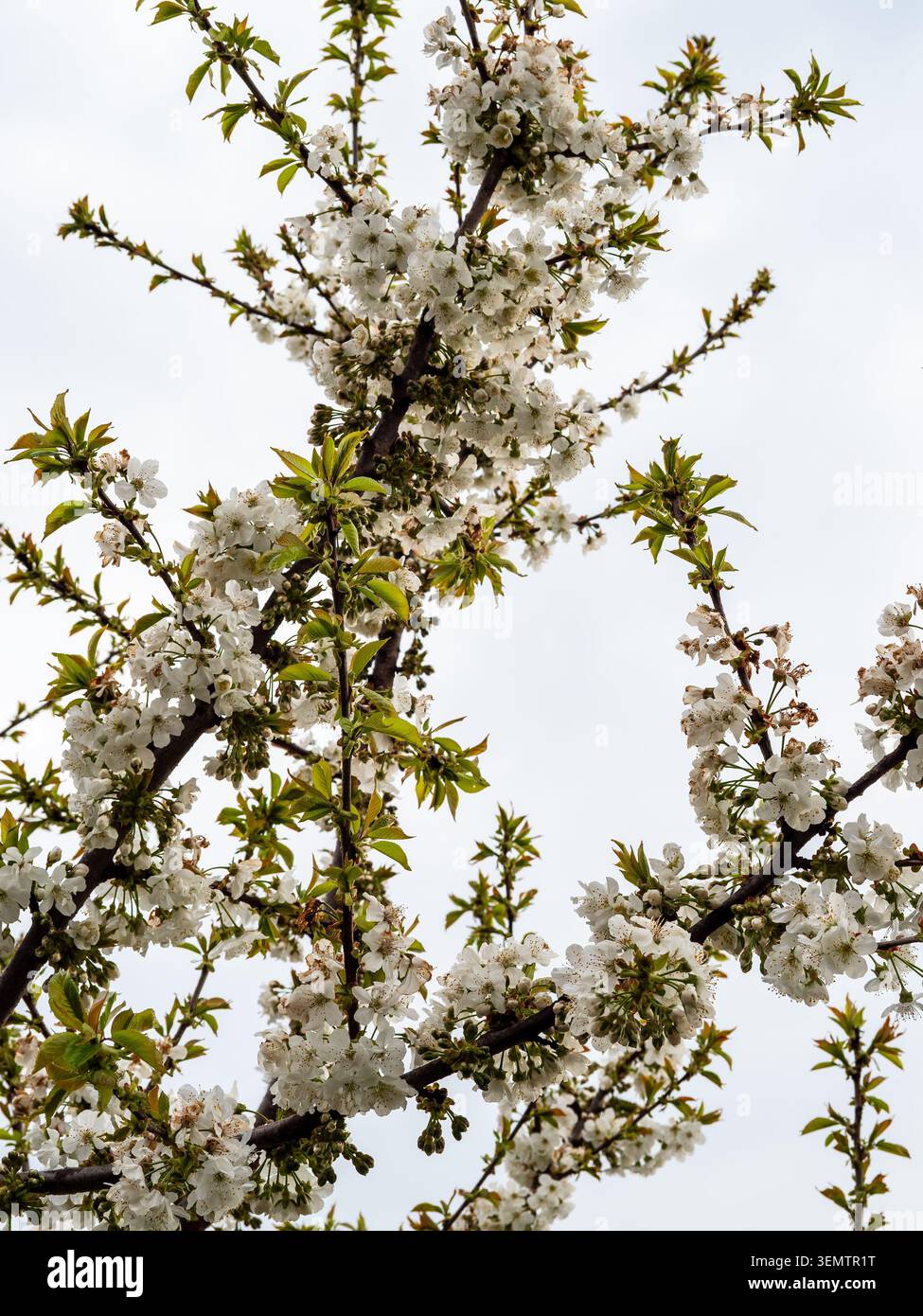 tree branches with white flowers and cloudy gray sky in background in spring day Stock Photo