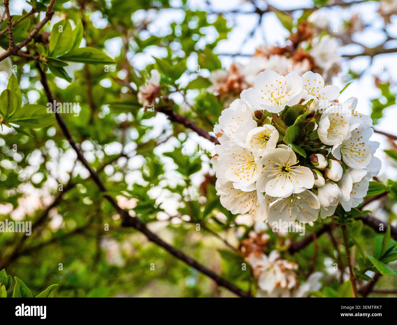 white cherry blossoms on tree close-up in spring dusk Stock Photo