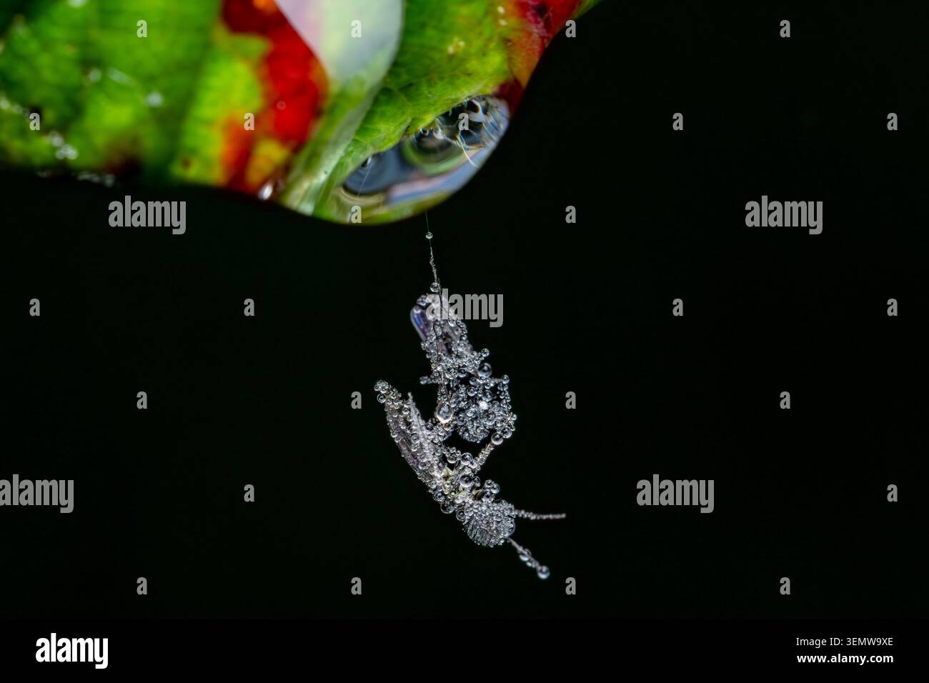Two dew-covered midges hang suspended on a spider's thread in Bristol — dressed head to toe in tiny diamonds and going nowhere fast. Stock Photo