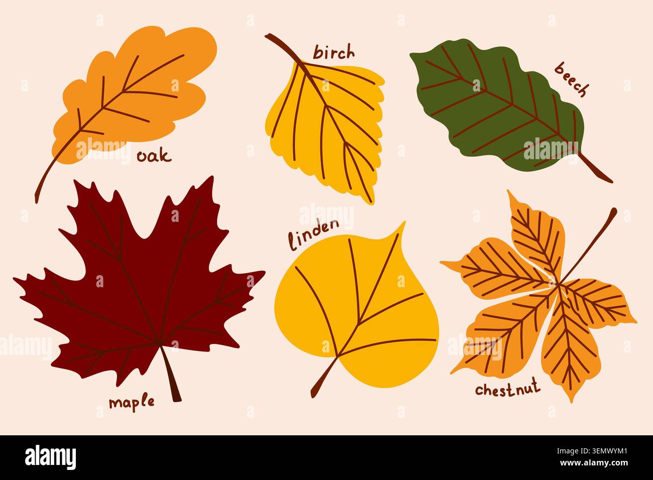Autumn herbarium, a collection of hand-drawn dried forest leaves, common trees of Europe clip art Stock Vector