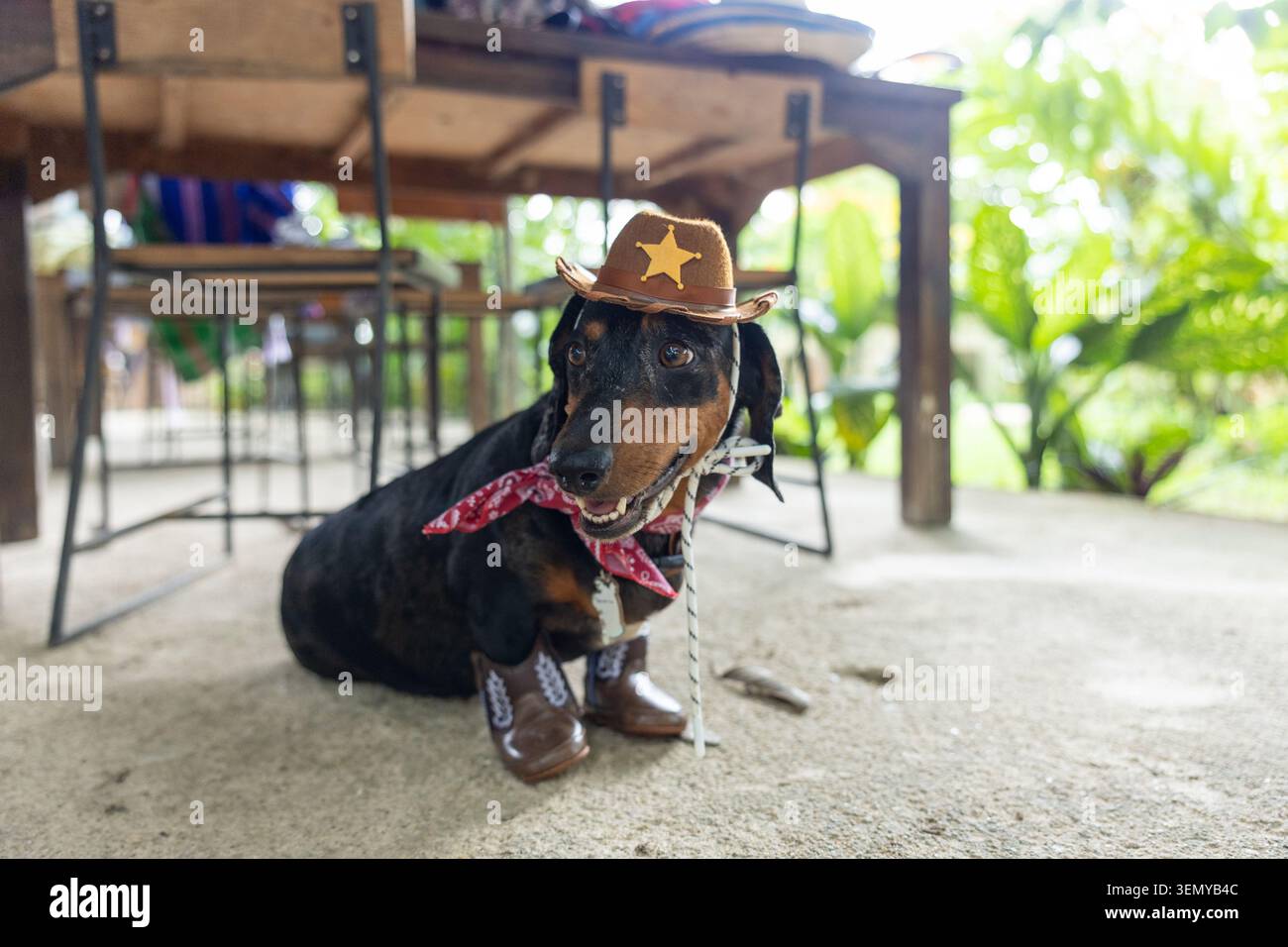 Dachshund wearing hat on hi-res stock photography and images - Alamy