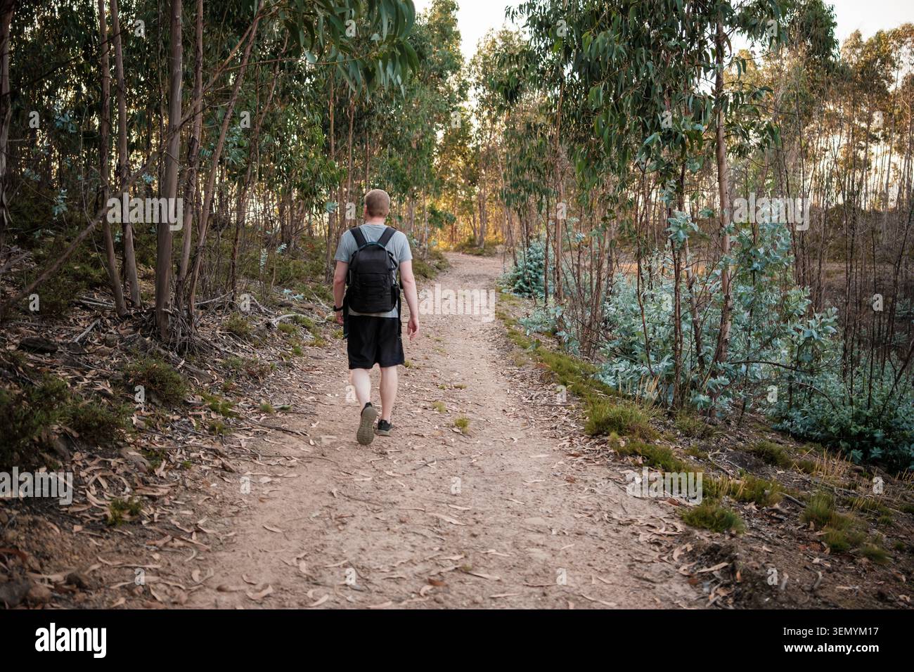 Man with backpack walking dirt path through eucalyptus forest Stock Photo