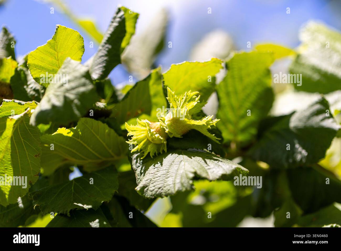 Green hazelnuts developing on a branch under a sunny sky, surrounded by vibrant leaves, symbolizing growth and natural bounty Stock Photo