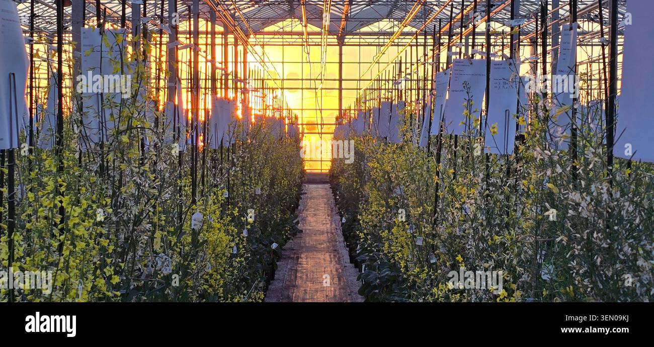 Flower breeding greenhouse at sunrise with rows of flowering plants and research tags illuminated by golden morning light in the Netherlands. - Smartphone Captured Stock Image